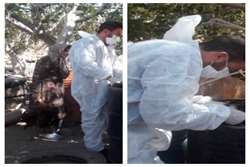 اجرا طرح پایش و مراقبت فعال آنفلوانزای فوق حاد پرندگان در شهرستان رابر
